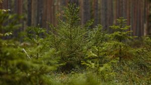 Explore the dense growth of young spruce in a verdant coniferous forest.