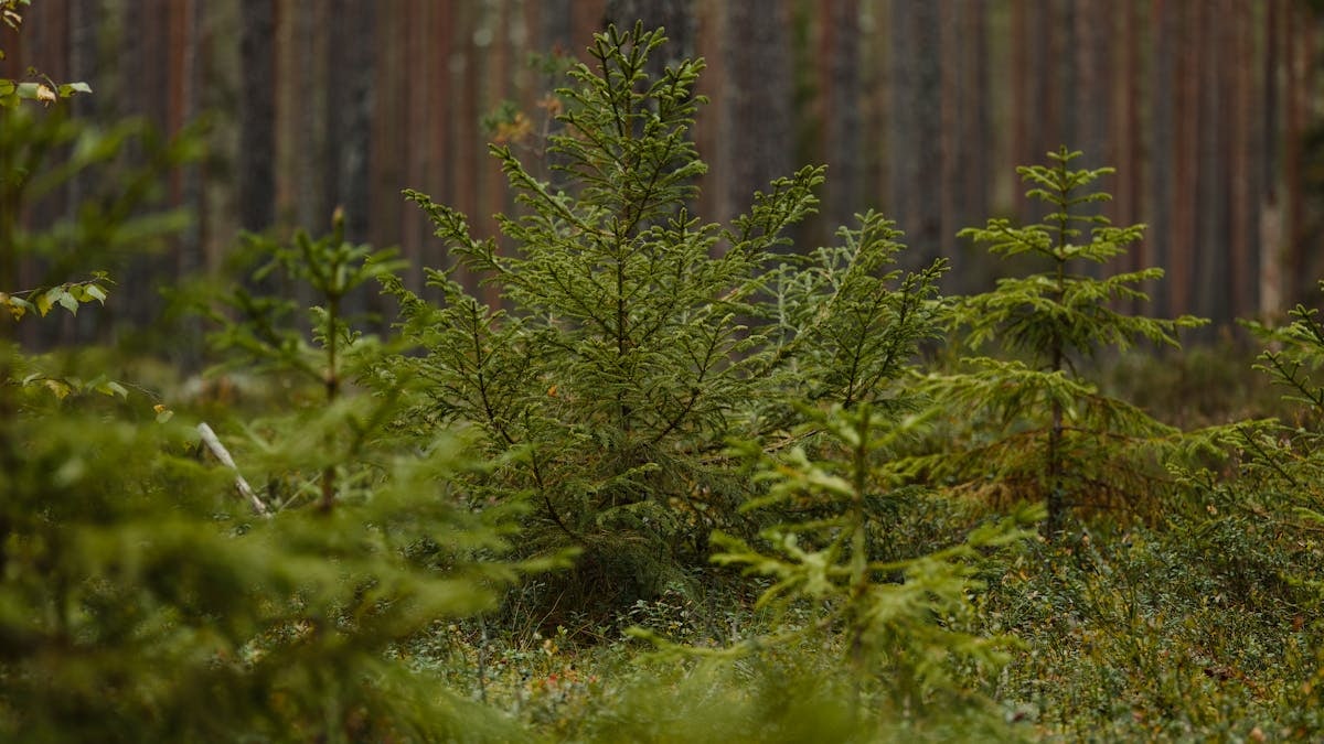 Explore the dense growth of young spruce in a verdant coniferous forest.