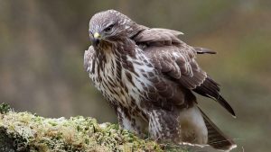 A buzzard perches on a mossy rock, showcasing its majestic feathers in a natural setting.